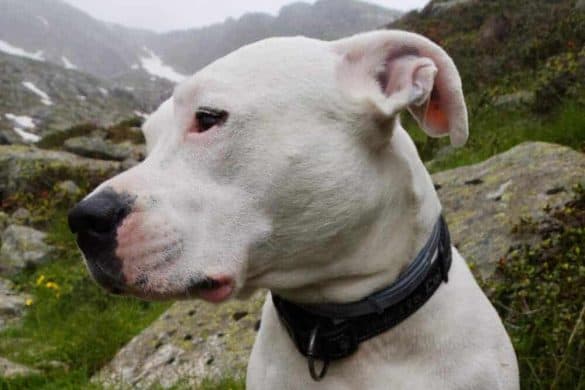dogo argentino hunderasse agentino molosser weiss hund listenhund beschreibung kopf