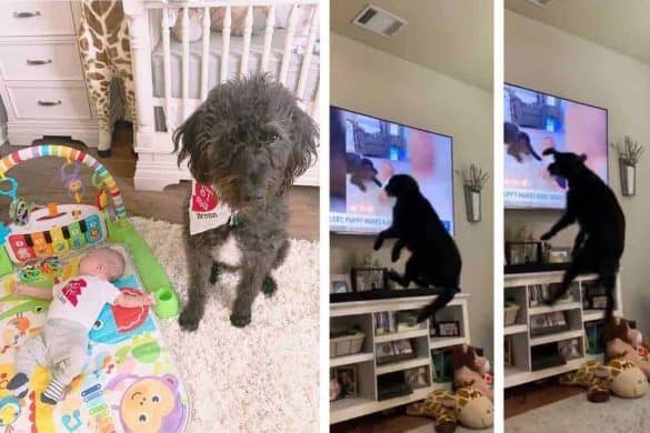 hund usa fernsehen tv baby bronn