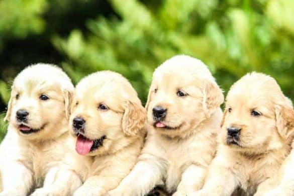 hundezucht zuchtverband fci vdh oekv golden retriever welpen rassestandard hunderasse