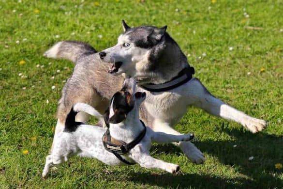pubertät bei hunden spielen raufen hormone jack russell terrier husky