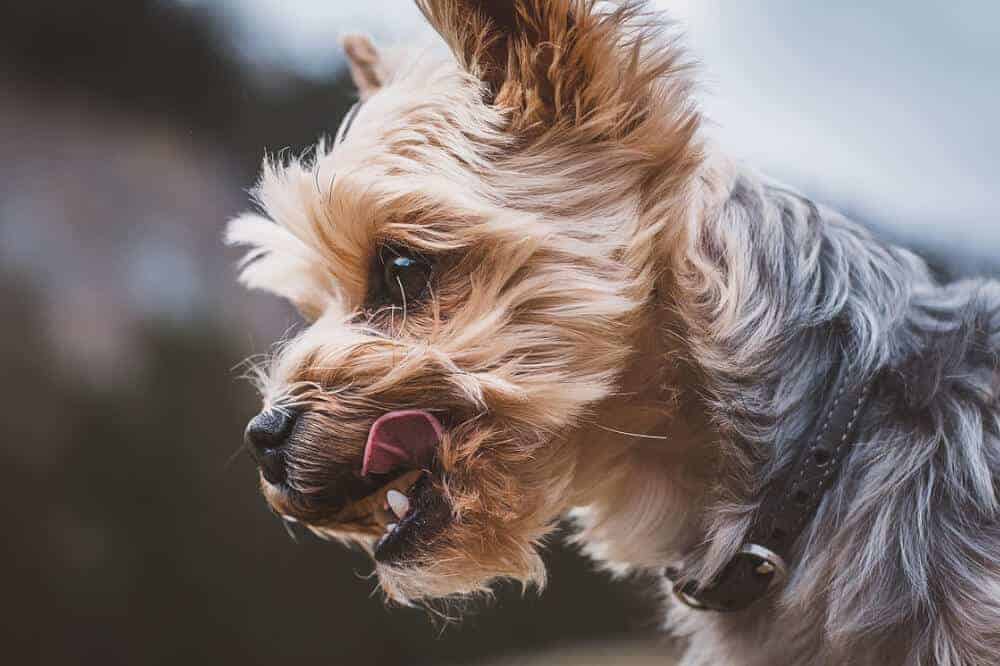 quiz gesundheit hund stress yorkshire terrier