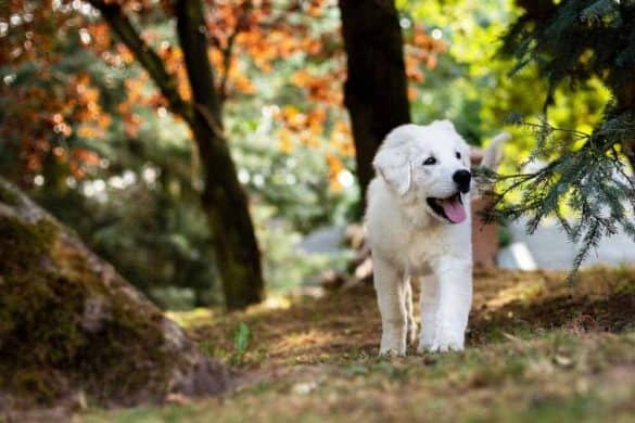 registrierungspflicht für hunde in österreich chip welpe gesetz