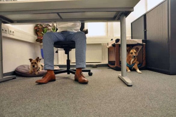 vierbeinige kollegen hund büro arbeit bürohund