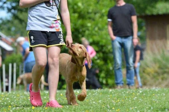 wie finde ich eine gute hundeschule hundetraining erziehung welpenkurs