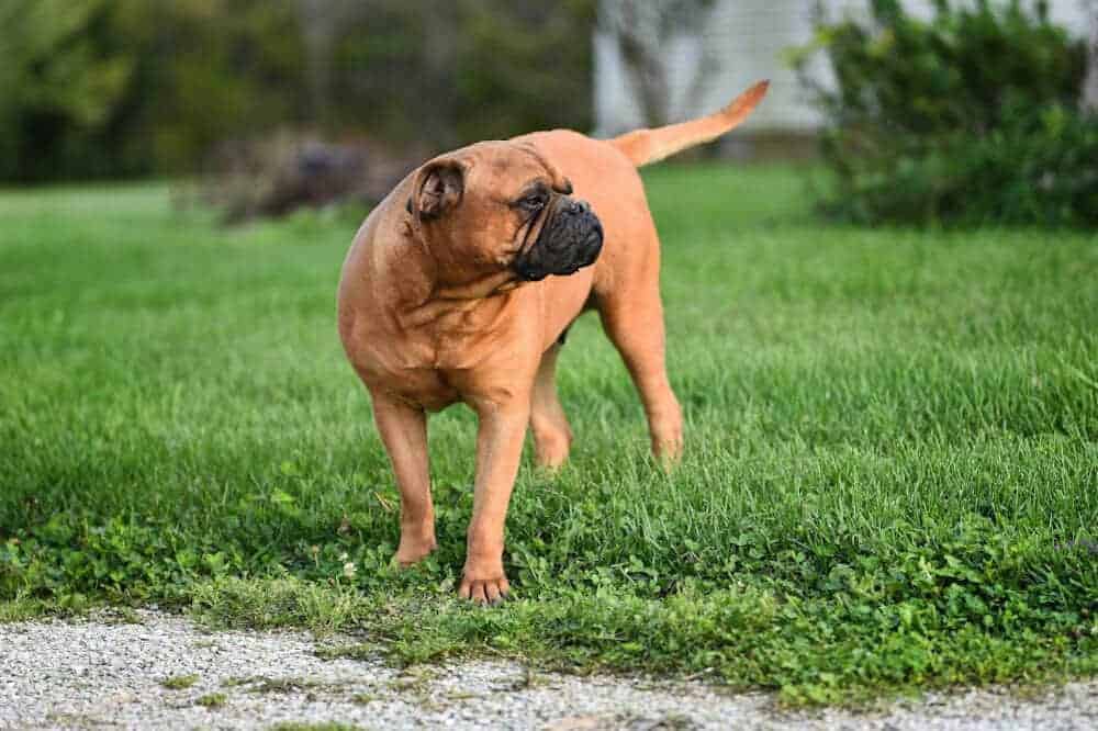 Bullmastiff Hundeasse ruhug und ausgeglichen