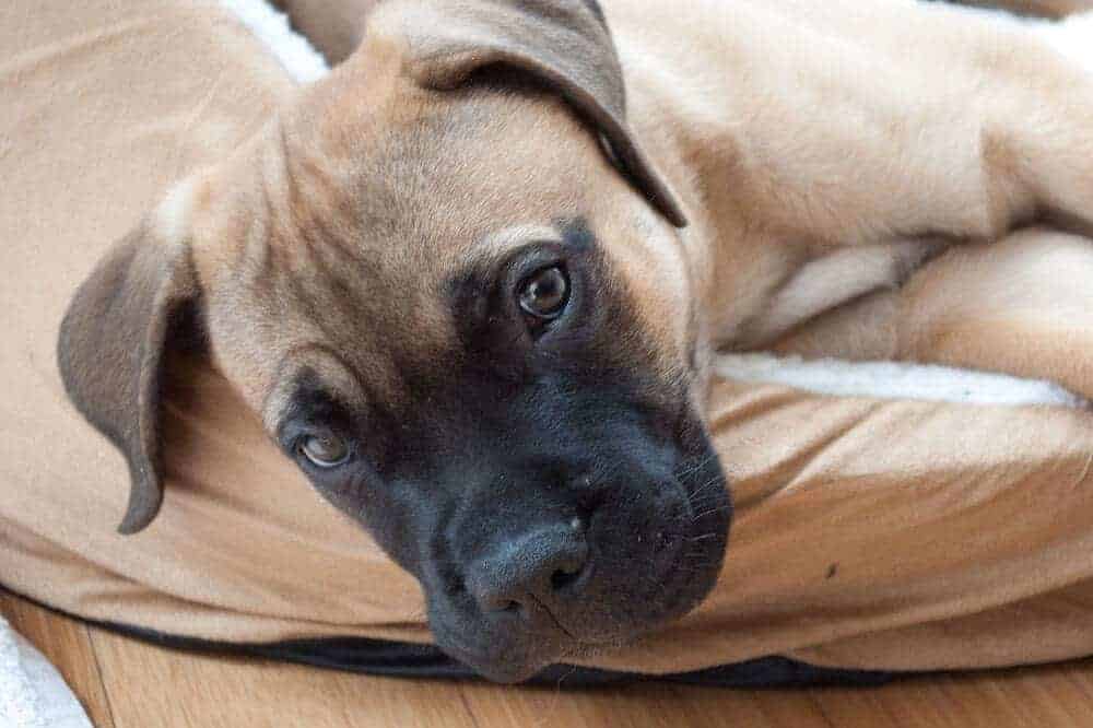 Bullmastiff Welpe Hunderasse (