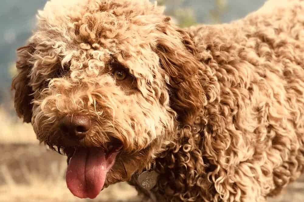 allergikerfreundliche hunde allergie hundehaarallergie tierhaarallergie hundeallergie lagotto romagnolo