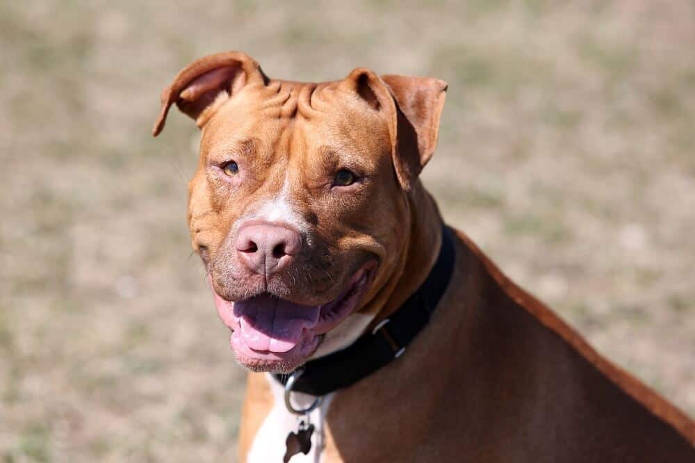 American Pitbull Terrier Hunderasse Vorurteilsbehafteter Charmeur