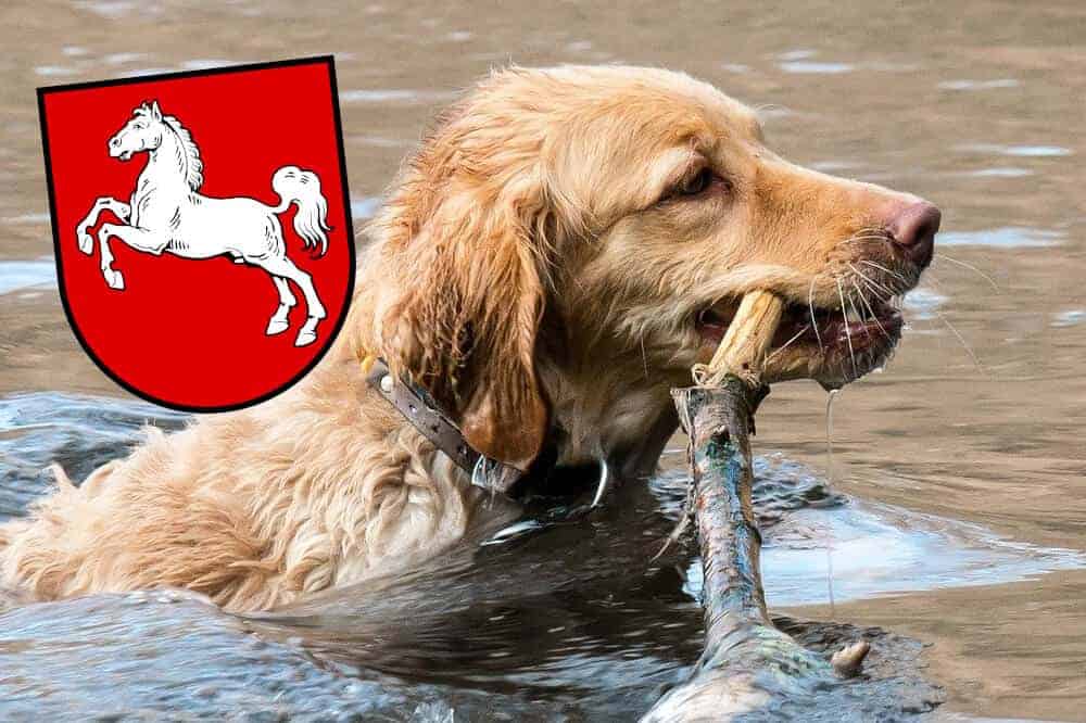 baden mit hund niedersachsen deutschland hundefreundliche seen golden retriever