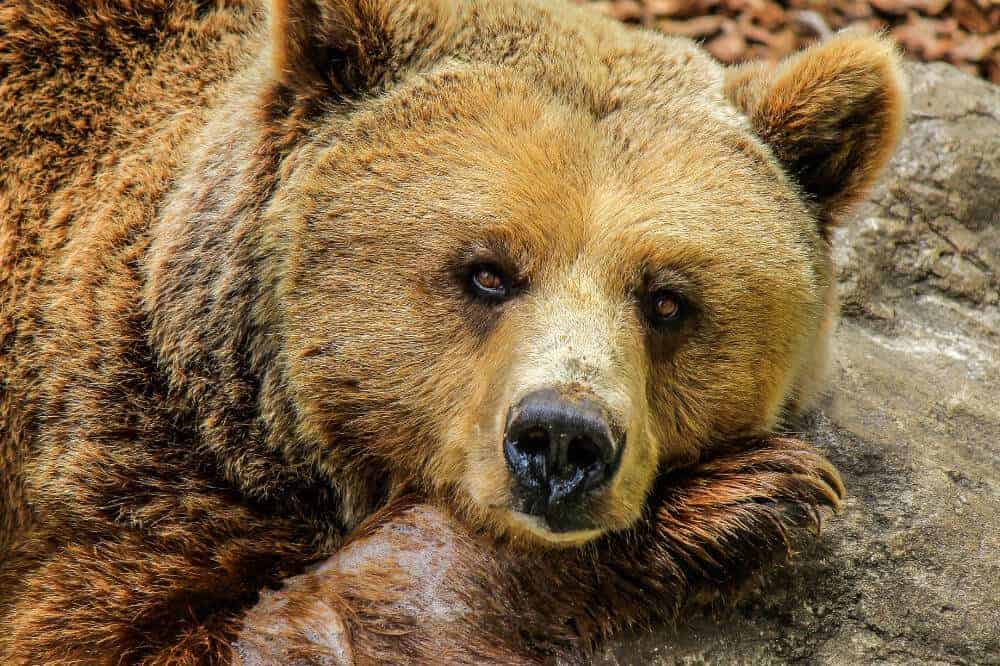 bär bear grizzly ursidae hundeartige tiere verwandt hund