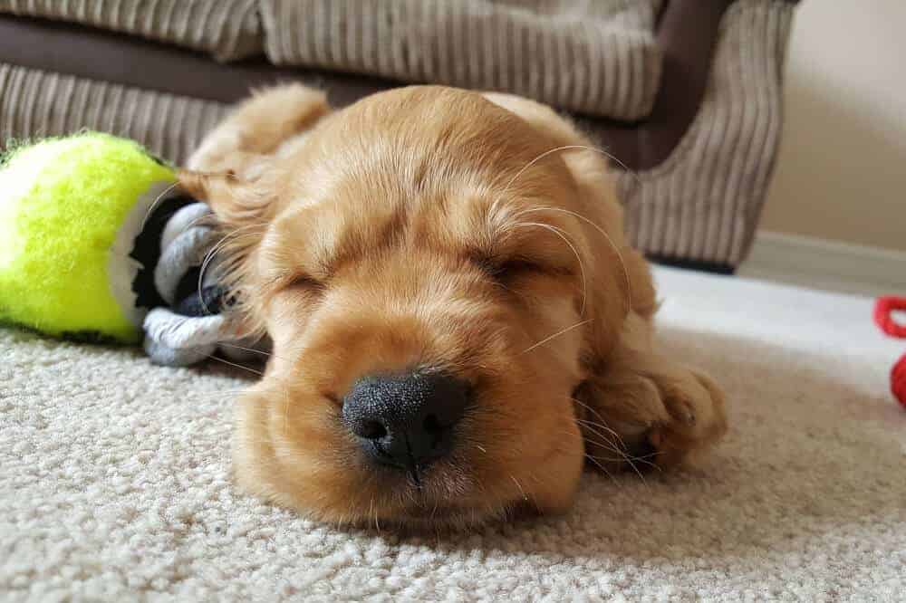 cocker spaniel welpe cute puppy hundebabys schlaf sleep niedlich