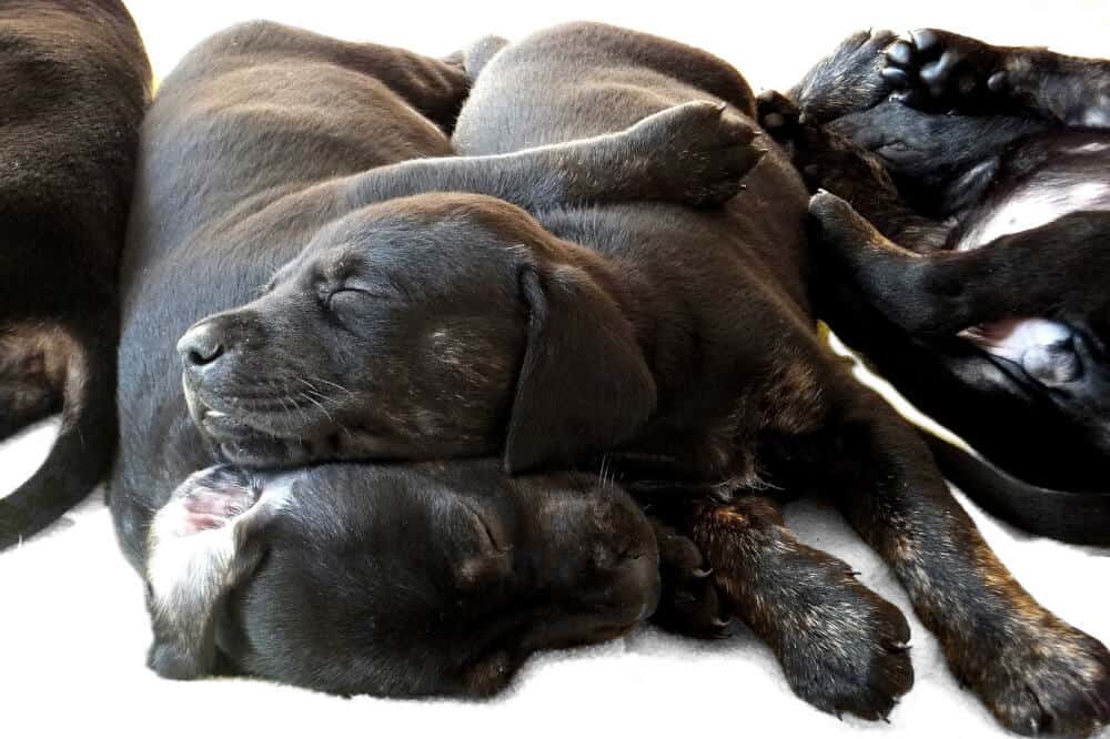 deutsch kurzhaar hundebabys hunderasse puppies cute niedlich schlaf