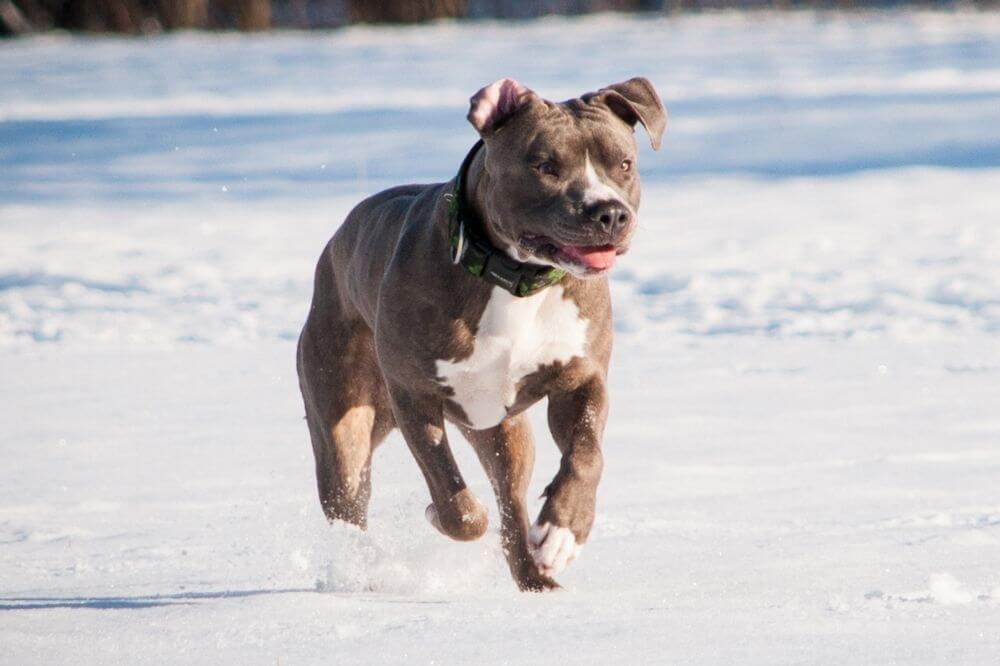 Ein American Pitbull Terrier läuft durch den Schnee.