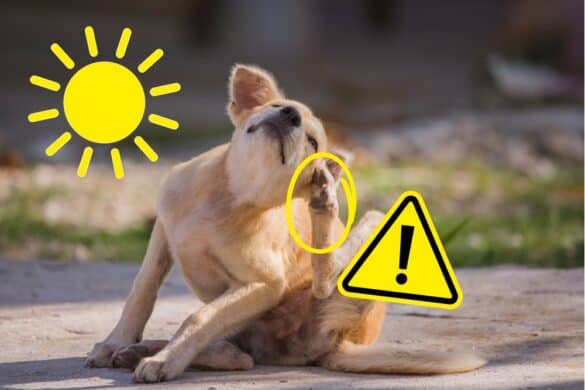 Ein Hund sitzt auch nicht heißem Asphalt und kratzt sich am Kopf, sodass seine Pfoten zu sehen sind.