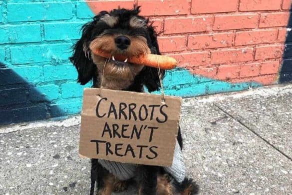 dog with sign instagram baboy protestschildern hunde humor new york