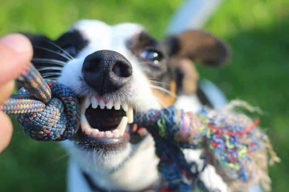 hund zahnpflege zahnstein zahn zähne dog teeth gesund gesundheit