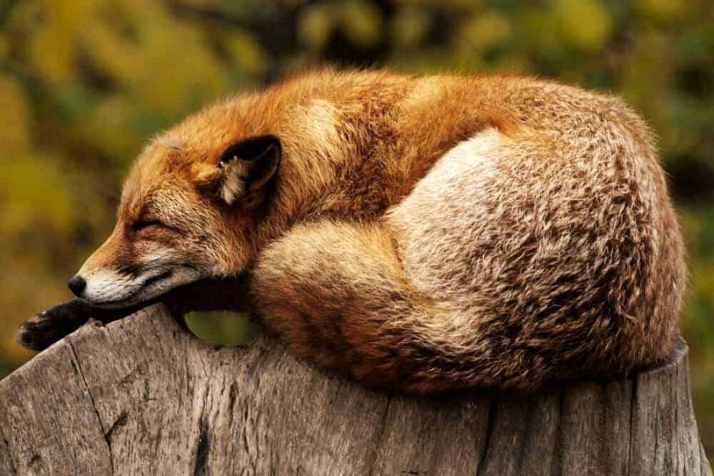 hundeartige fuchs schlafend fox canidae