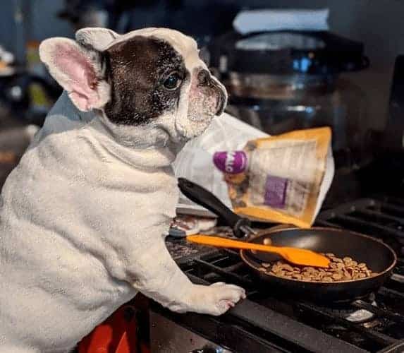 manny the frenchie instagram hund dog follower