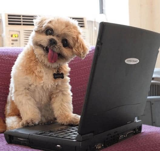marnie the dog hund berühmt follower internet