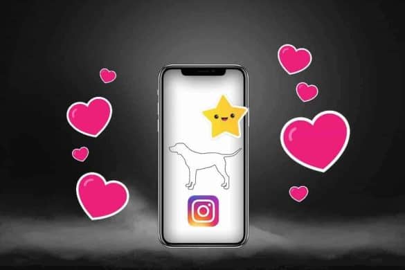 top 10 hund dog follower instagram facebook star berühmt