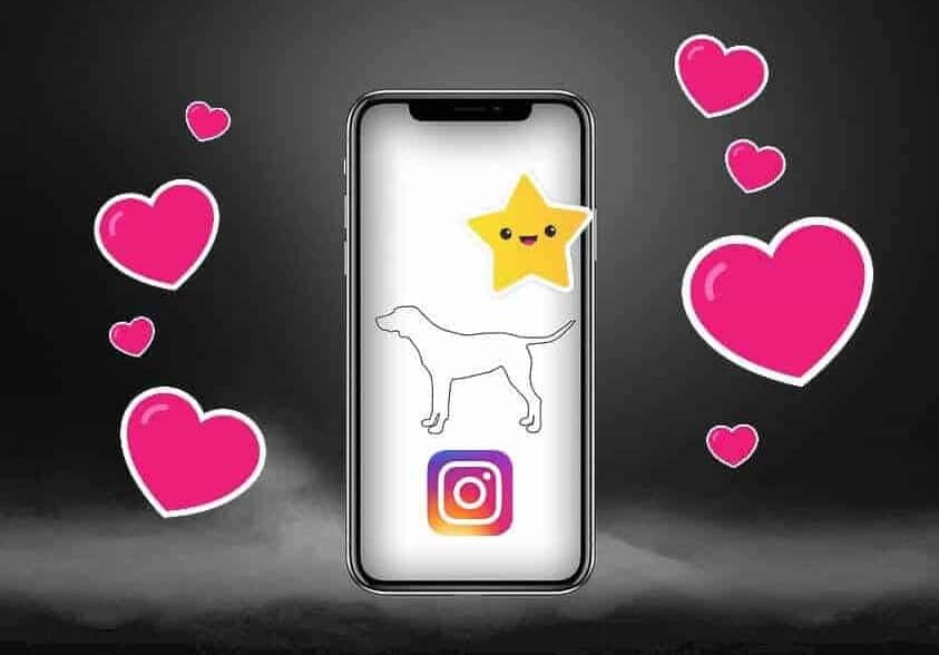 top 10 hund dog follower instagram facebook star berühmt