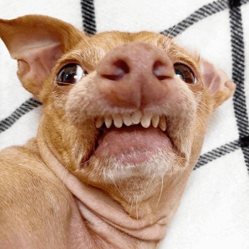 tuna tunameltsmyheart berühmt instagram follower internet hund dog
