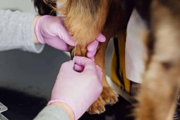 wie oft muss ein hund zum tierarzt impfung krankheiten vorsorge gesundheit kosten