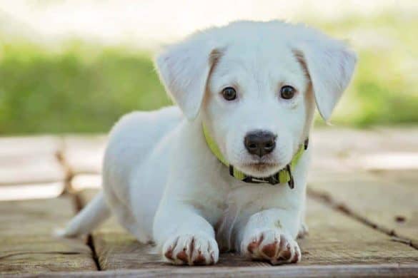 Hundeausstellung für Mischlings- und Rassehunde Wien Mischlingshunde Verein