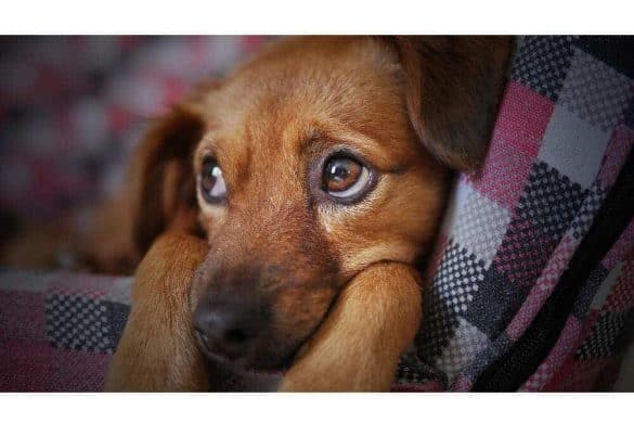 Pankreatitis beim Hund Symptome Behandlung