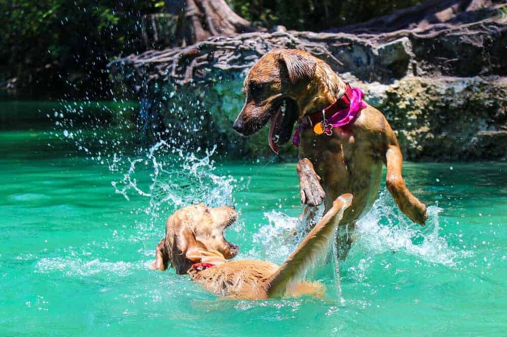Wenn Hunde schwimmen worauf man achten muss