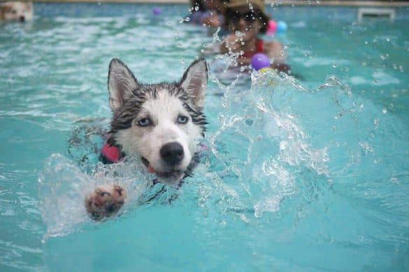 Wenn Hunde schwimmen_ Worauf man achten muss