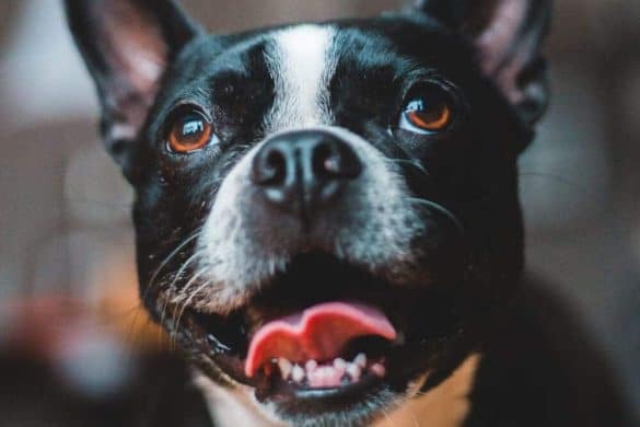 boston terrier hund gerechtigkeitssinn studie