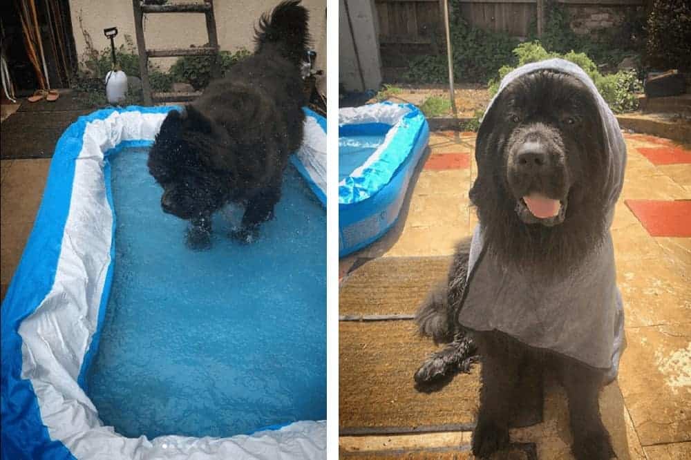 darcy neufundländer hundepool hund sommer abkühlung schwimmen