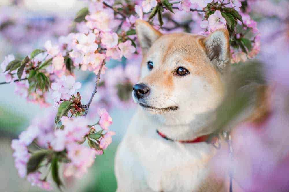 Ein Shiba Inu zwischen Kirschblüten.