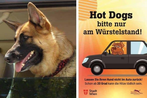 hund hunde auto wagen fahrzeug sommer hitze einsperren hitzschlag gefahr