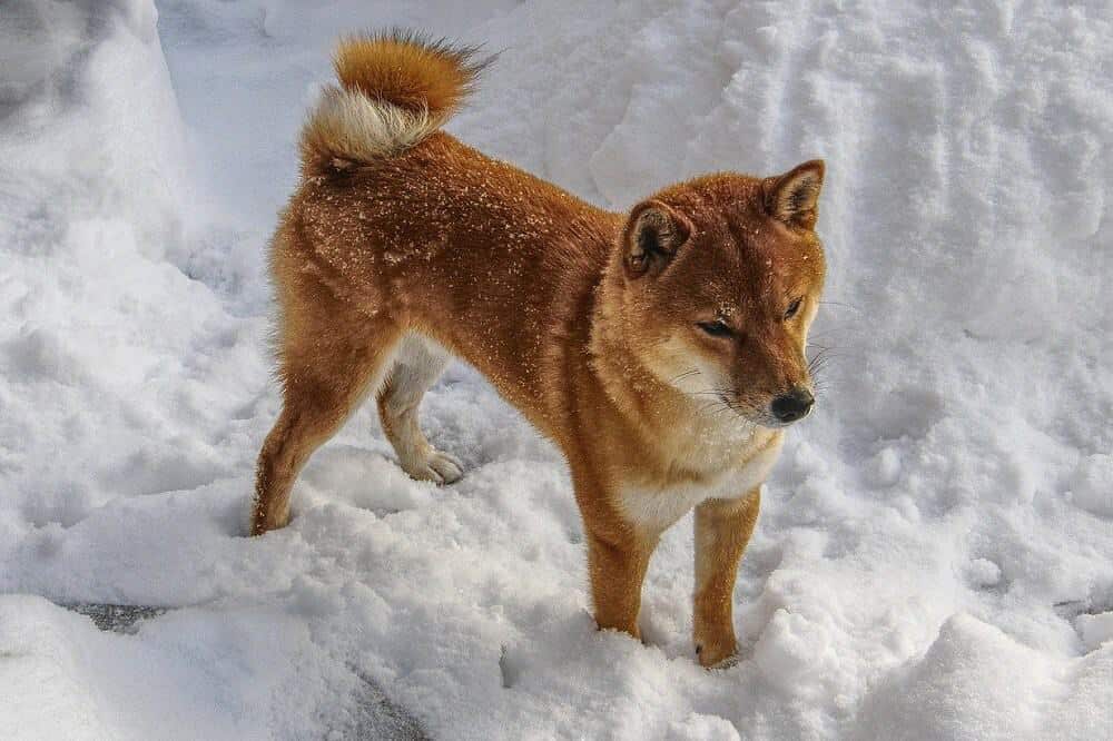 shiba inu hund hunderasse fci schnee wetter kälte