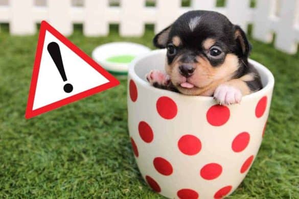 tea cup teacup hund hunde gefahr risiko gesundheit