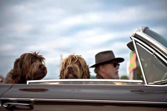 verreisen mit hund hunde im auto fahren