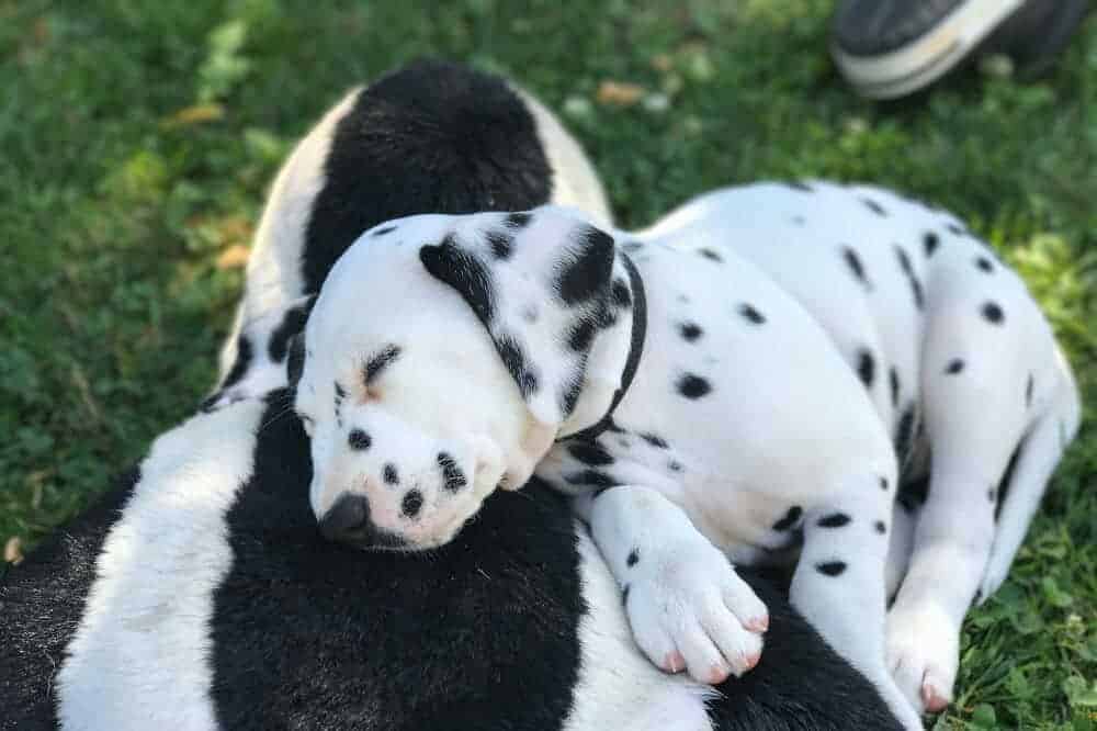züchter und trainer dalamtiner welpe vöht kolumne Sabine Taferner