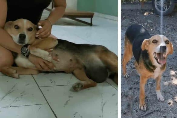 dar hündin hund ausgesetzt tumor griechenland rettung Diasozo Animal Rescue Karditsa