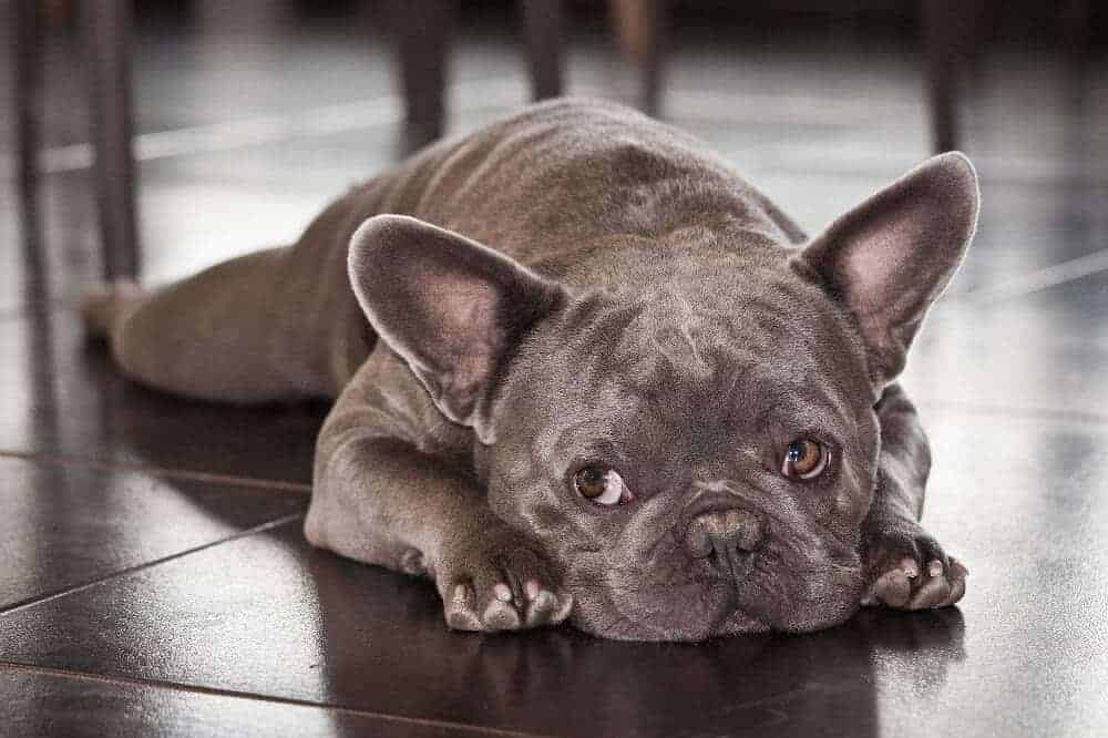 französische bulldogge grau blau fellfarben blue dog syndrom hunderasse welpen