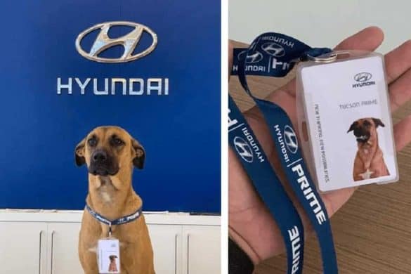 hund brasilien hyundai adoption arbeit straßenhund tuscon prime dog