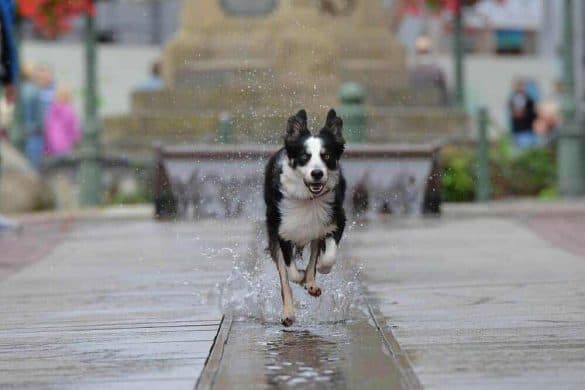 liste der hundefreundlichsten städte hund hundefreundlich stadt studie coya city leben hunde