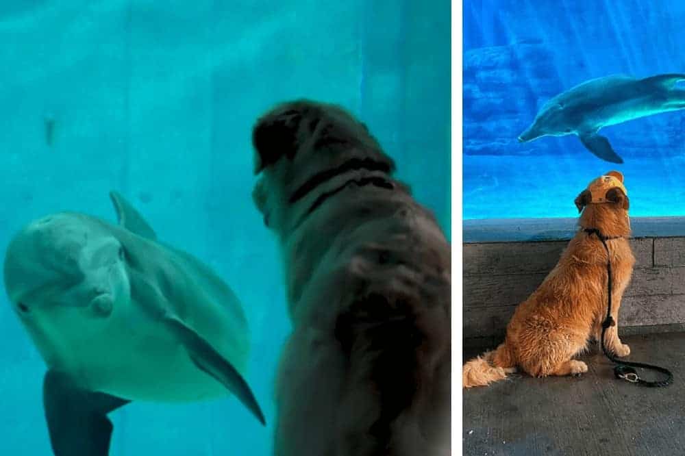 hund kevin golden delfin winter aquarium online freunde chat