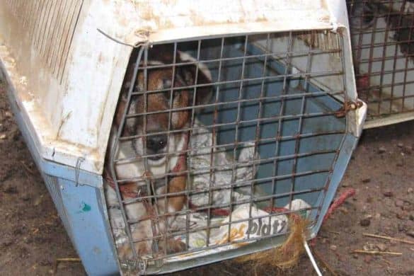 animal-hoarding-fälle 2019 hund taarstaedt rettung deutscher tierschutzbund