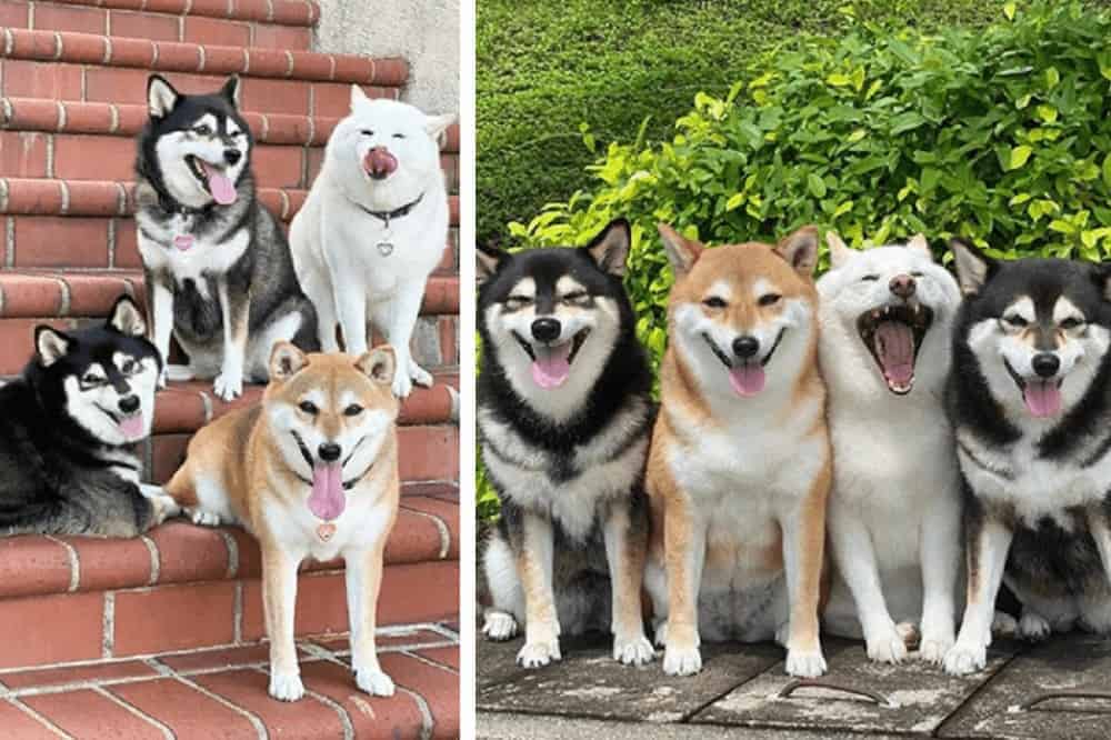 hina shiba inu hund instagram fotogen familienfotos hund lustig
