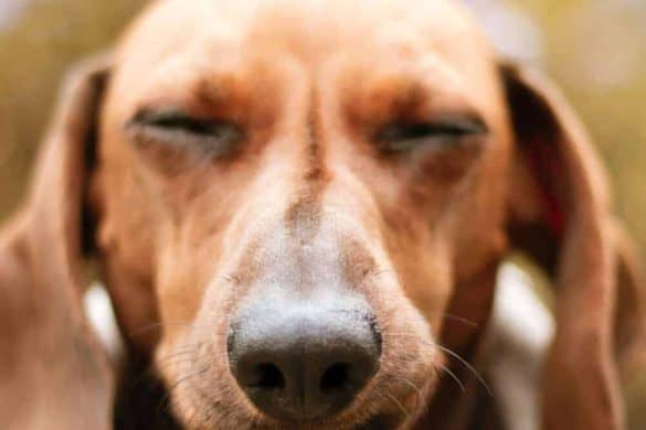wann stress hunde krank macht dackel dachshund