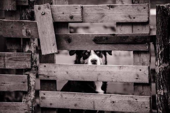 brzeg hunde hund vermehrer farm hundezucht gerettet tierschutz