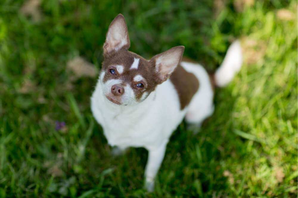 Ein Chihuahua im Gras.