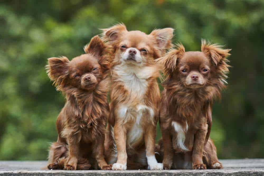Drei Langhaar-Chihuahuas sitzen auf einer Bank.